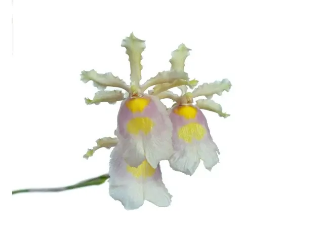 Oncidium fuscatum f alba var