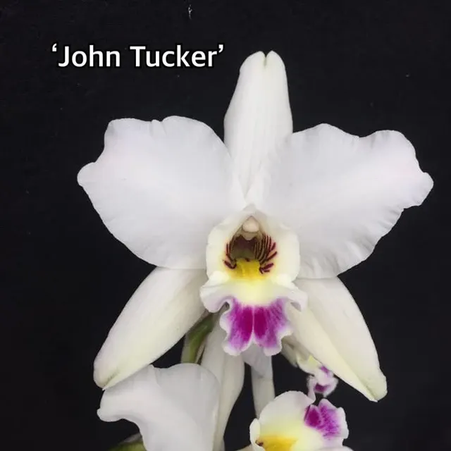 Laelia anceps (Laelia)