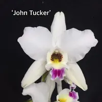 Laelia anceps var dawsonii ('Zenith' x 'John Tucker')