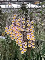 Dendrobium primulinum Laos
