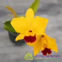 Rlc. Hsinying Sunbeam 'Juliets'