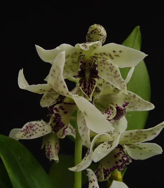 Dendrobium Roy Tokunaga ‘Geoff’