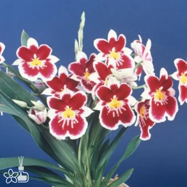 Miltoniopsis Eastern Bay