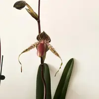 Paphiopedilum Lady Rothschild
