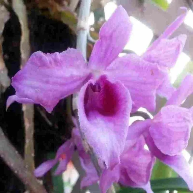 Dendrobium anosmum var superbum sp (Dendrobium)