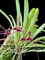 Masdevallia herradurae