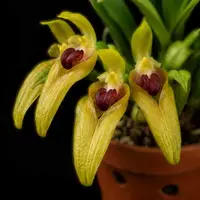 Bulbophyllum graveolens