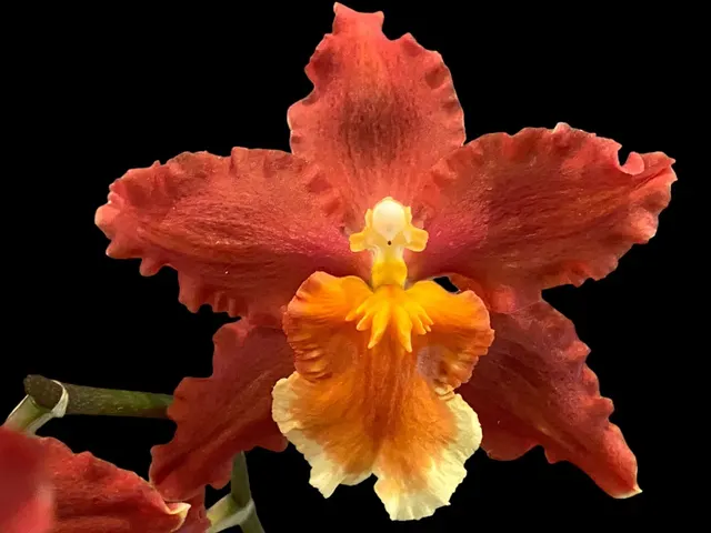Oncidium Pacific Panache 'Fireside Fever'
