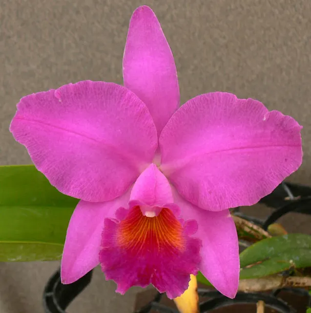 Brassolaeliocattleya Odom's Full House (Brassolaeliocattleya)