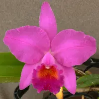 Blc. Odom's Full House