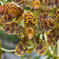 Grammatophyllum Speciosum