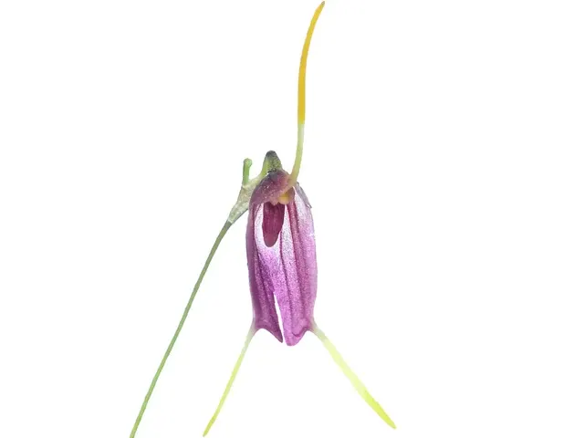 Trisetella triglochin (Trisetella)