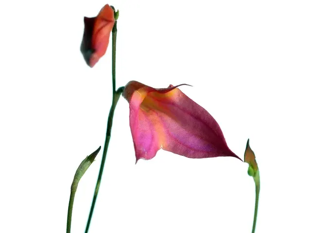 Masdevallia Dona Maquito (Masdevallia)