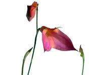 Masdevallia Dona Maquito
