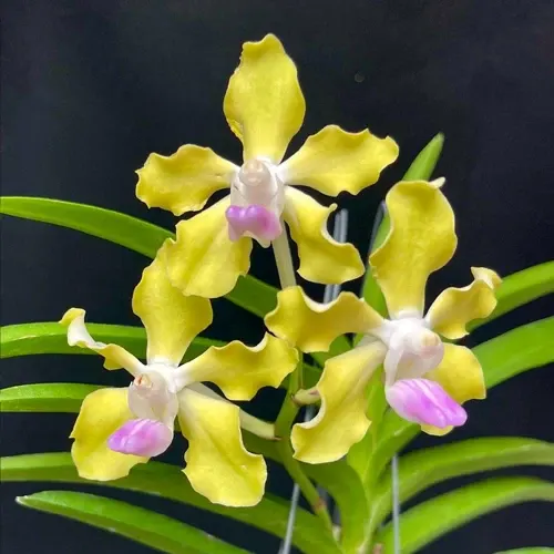 Vanda tessellata 'semi-alba'