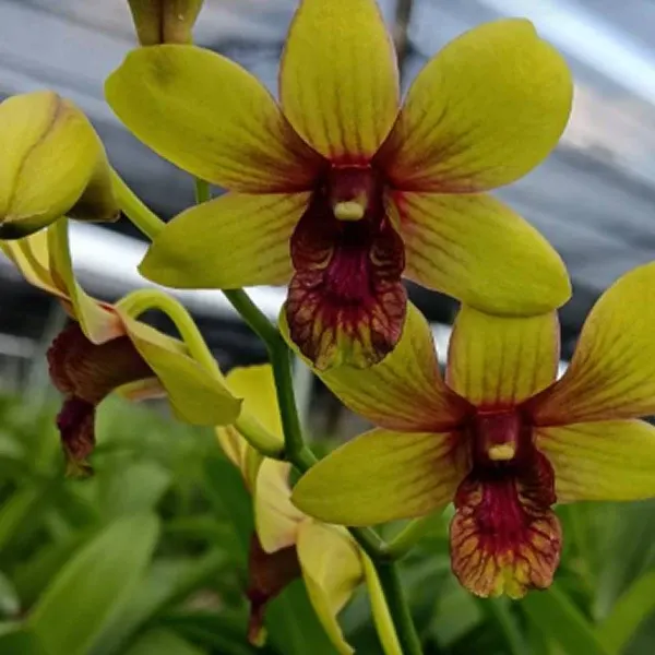 Dendrobium Thongchai Pinwattana x Boonchu Gold (Dendrobium)