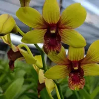Dendrobium Orchid Plant (Thongchai Pinwattana x Boonchu Gold) #260 - Mature With Buds/Flower