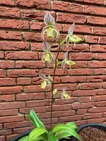 Paphiopedilum randsii