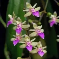 Cleisostoma discolor sp.