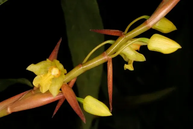 Coelogyne prolifera (Coelogyne)