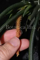 Oberonia cavalerei (fmr. myosurus)