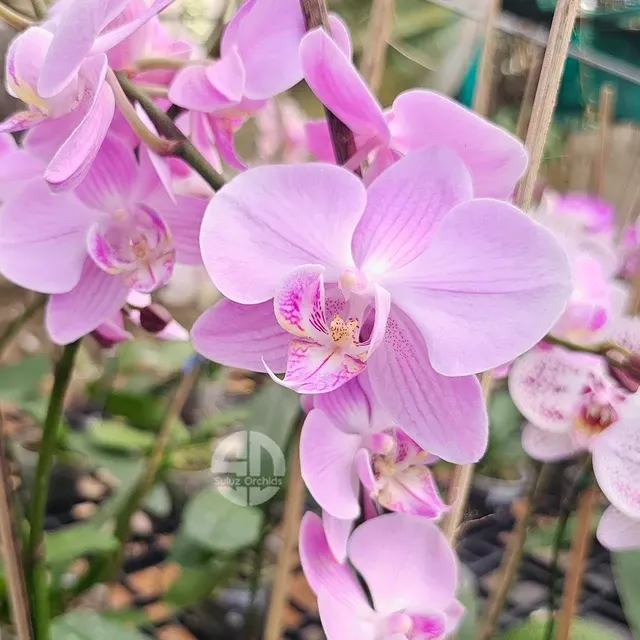 Phalaenopsis Spring Glow