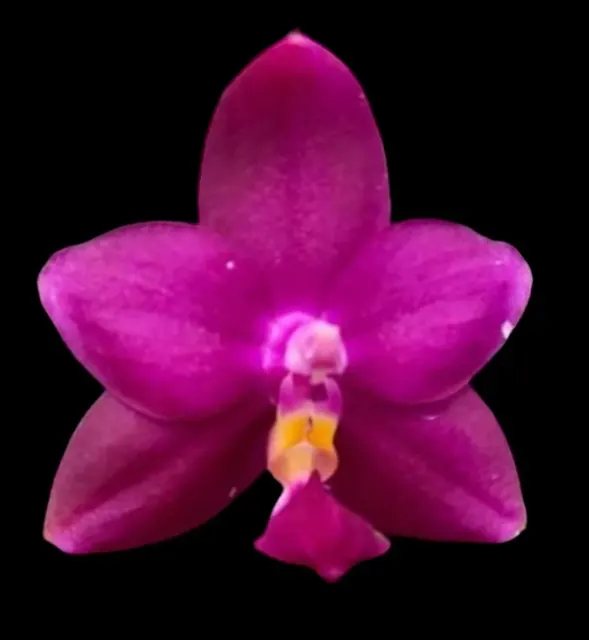 Phalaenopsis violacea indigo ‘Red’ x sib
