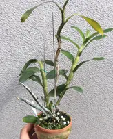 White Toothbrush Orchid (Dendrobium secundum var. alba)