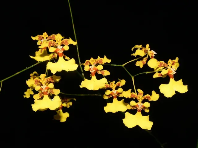 Oncidium obryzatum (Oncidium)