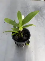 Angraecum longicalcar