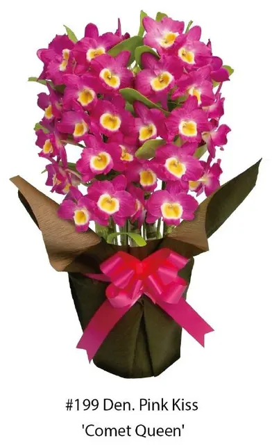 Dendrobium Pink Kiss Comet Queen