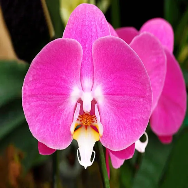 Phalaenopsis Younghome Marshmallow (Phalaenopsis)