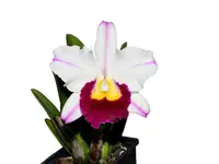 Rhyncholaeliocattleya Edgar Perez