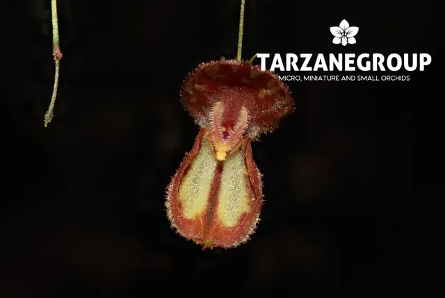 Lepanthes martineae (Lepanthes)