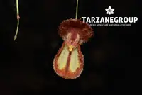 LEPANTHES MARTINEAE MINIATURE ORCHID MOUNTED