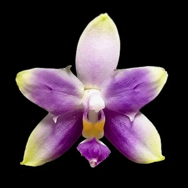 Phalaenopsis violacea var. coerulea