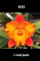 Mini Cattleyas