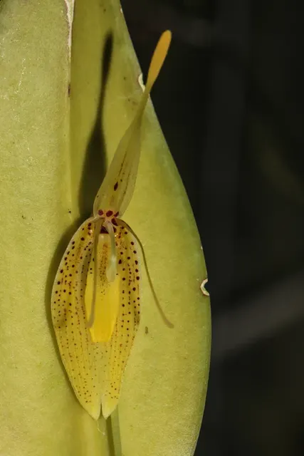 Restrepia mendozae (Restrepia)