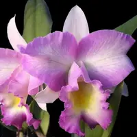 Rlc. Princess Pink