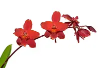 Cyrtocidium Sangre de Cristo