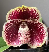 Paphiopedilum godefroyae