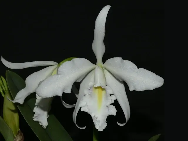 Cattleya maxima x coerulea