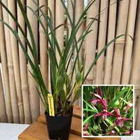 Maxillaria tenuifolia 'Green Valley' (4" Pot) - Not Blooming