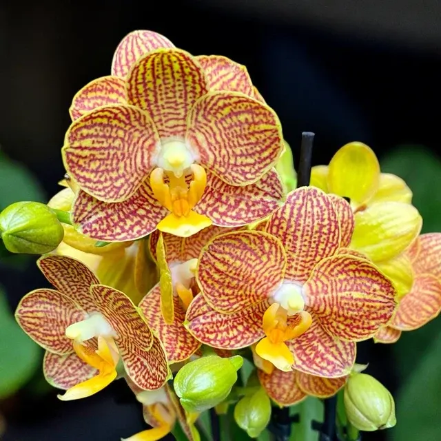 Phalaenopsis Indian Summer D9