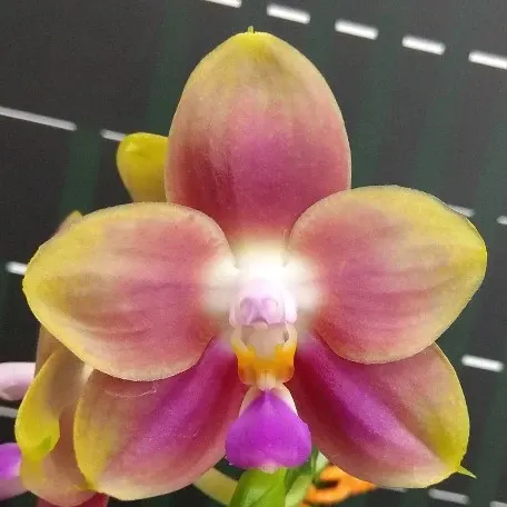 Phalaenopsis Joy Spring Canary