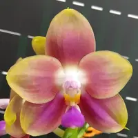 Phalaenopsis Joy Spring Canary 'Orange' 2.5" Fragrant