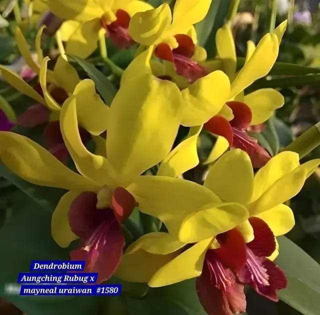 Dendrobium 7 Yellow Orchid (Dendrobium)