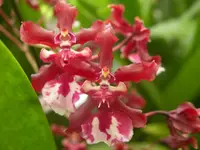 Onc. Sharry Baby ‘Sweet Fragrance’ AM/AOS