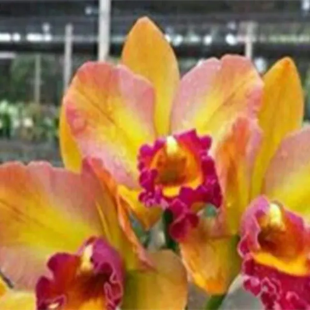 Cattleya Rth. River Kwai Rainbow (Cattleya)
