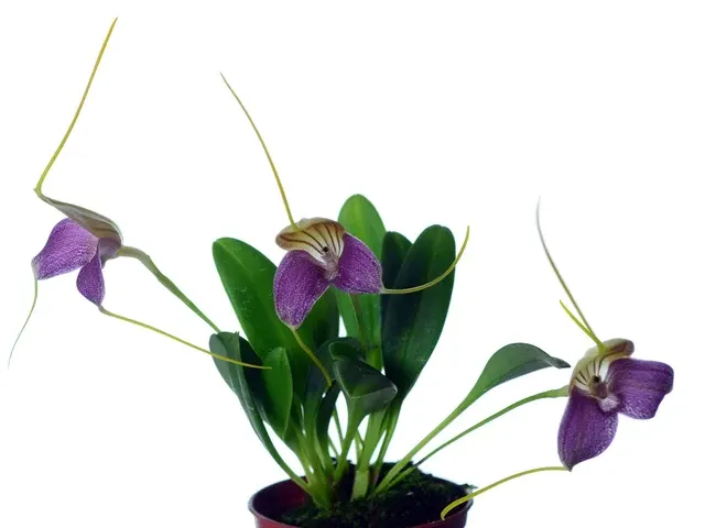 Masdevallia caudata